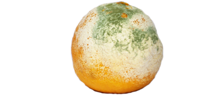 AspergillusOrange
