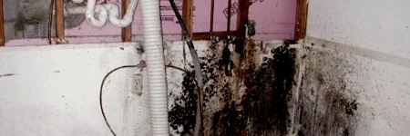 BasementWallMold