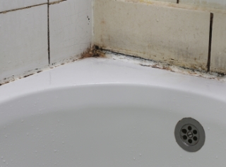 BathroomMoldRemoval