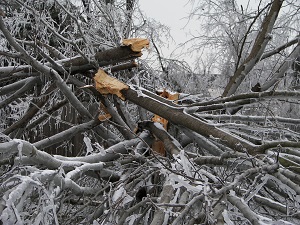 BlizzardTreeDamage