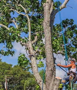 CuttingDownTrees