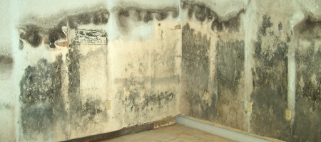 PenicillinWall
