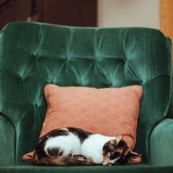 Furniture Cleaning