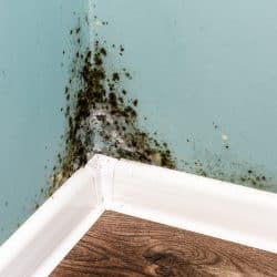 Mold growing up wall in the corner of a room.